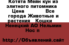 Котята Мейн-кун из элитного питомника › Цена ­ 20 000 - Все города Животные и растения » Кошки   . Ненецкий АО,Нельмин Нос п.